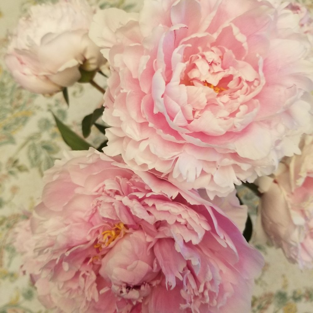 Meet your Posher, Emma